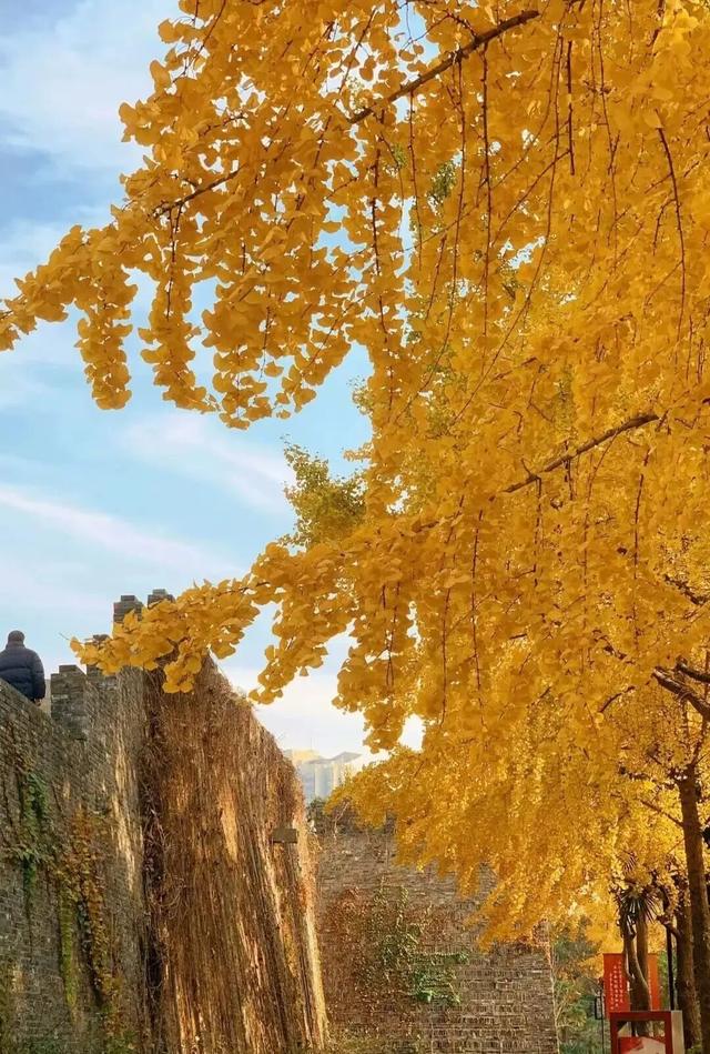 限时绝美！此刻，常州颜值巅峰