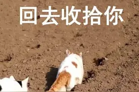 姐姐吼一吼，弟弟抖三抖……网友：这就是传说中的“血脉压制”？图片