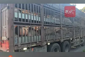 “二师兄”中暑，消防员出水帮忙降温图片