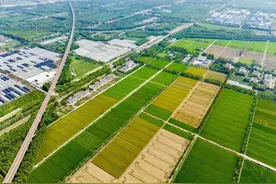 食在乡野｜秋分稻谷香，一碗咸肉菜饭唤醒你的秋日味蕾～图片