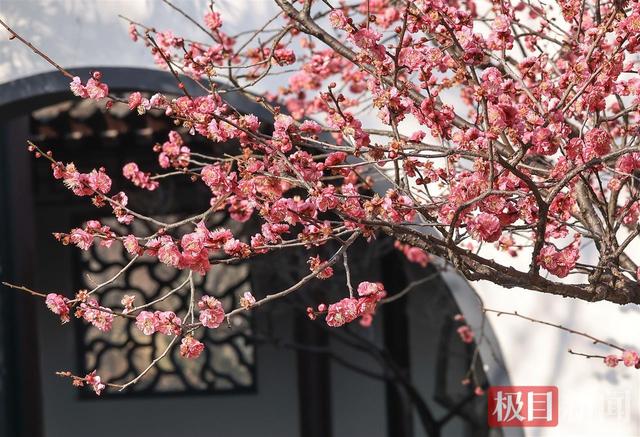美！武汉东湖梅园早梅盛放暗香浮动