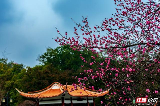 组图丨黛瓦红梅，是藏在石峰公园里的中式浪漫