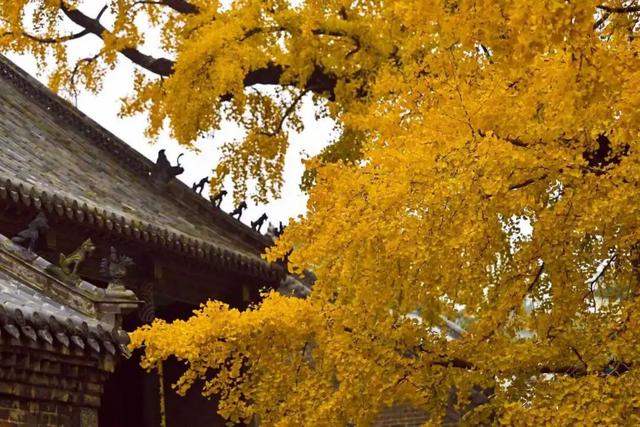 央视报道！就是现在！最佳赏叶期！还有玩法大升级……