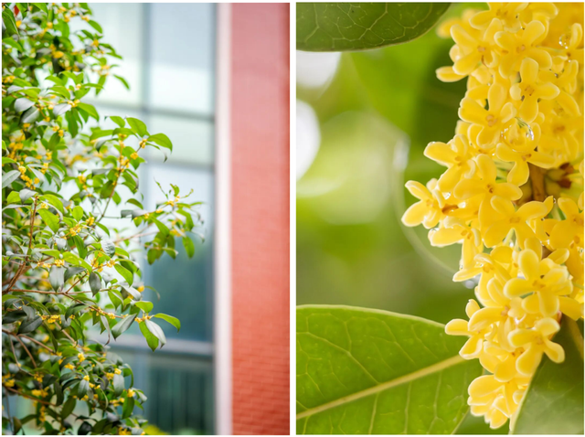 最好的秋天，在华师！