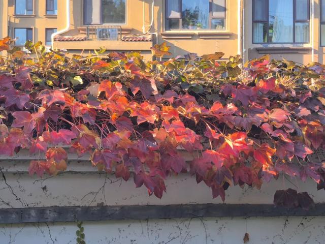 看！市北的深秋落在了地上！快来捡个秋