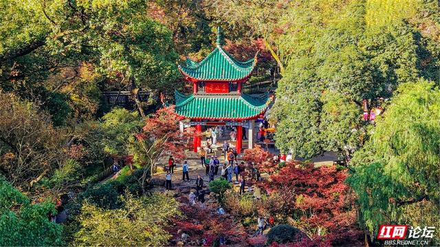 岁暖时刻丨这个季节的岳麓山，连风都是温柔的