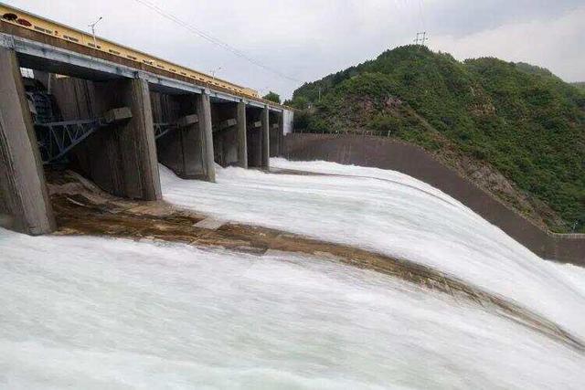 密云水库开闸泄流，大量鲢鱼、鳙鱼随水流奔涌而出，跃出水面