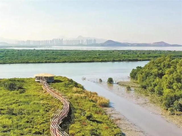 到深圳湾潮汐湿地公园，看红树林更美的潮起潮落