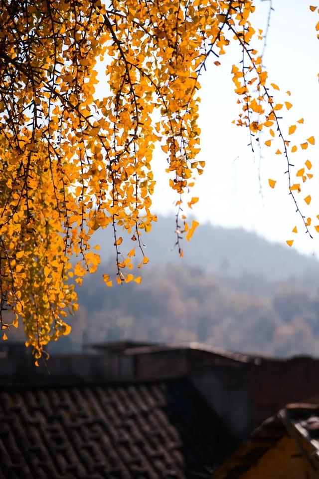 霸屏福安人朋友圈的这棵树即将进入最佳观赏期！时间就在…...