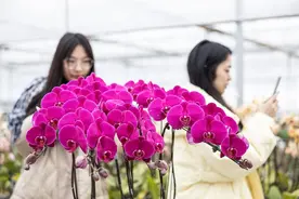 省农科院向公众开放花卉科研基地图片