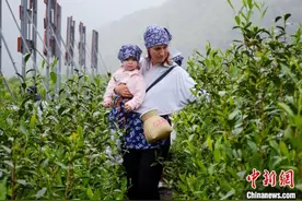 从手工采茶到宋代点茶   国际友人体验中国茶文化图片