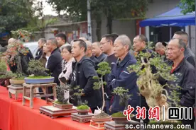 什邡：盆景里“种”出致富“树”图片