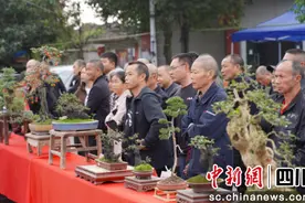 什邡：盆景里“种”出致富“树”图片