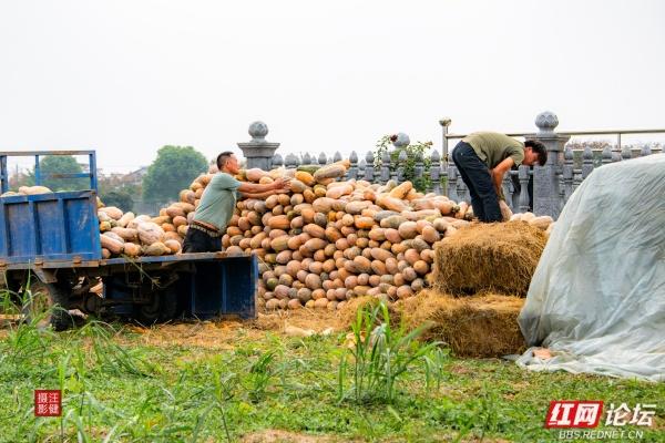 别追景点了！安乡这两个村，全是乡村最接地气的鲜活