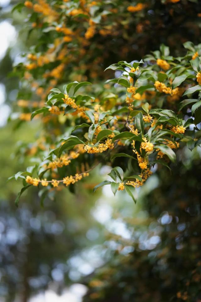 点 击 ↑ 看莲都的秋天