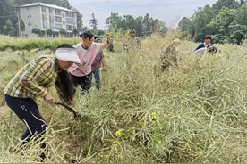 武隆庙垭：6000余亩油菜喜丰收图片