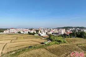 广东高州“冬闲田”变成“增收地”图片