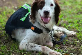 今天我“荣休”，我是警犬“酷熊”！图片