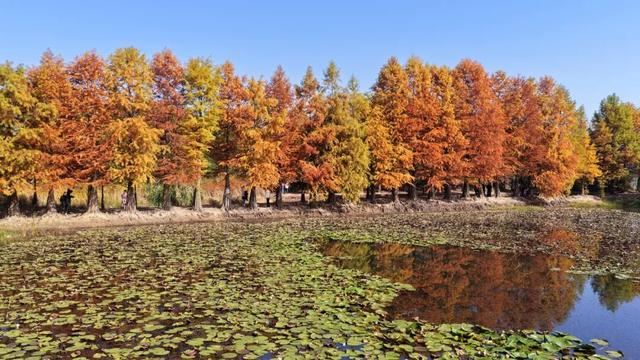 美翻了！进入最佳观赏期！永康这个绝美打卡地不要错过