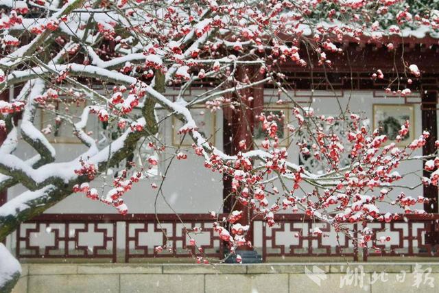 ​东湖梅花枝头俏，大雪里的“中式美学”尽显诗意