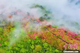 湖北麻城：龟峰山十万亩杜鹃云端竞艳图片