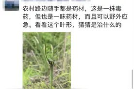 275元/斤，杭州有人挖到野生草药！农村随处可见，但全株有毒...图片