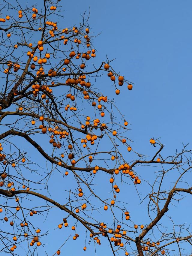 @长沙人，这份银杏观赏指南请查收！解锁初冬限定浪漫