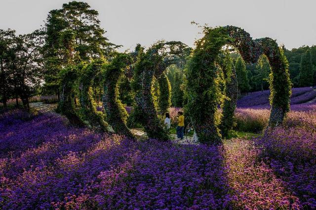 巴东野三关森林花海百花齐放 为22℃夏季“野三半马赛”助力