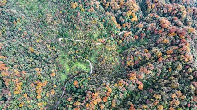 北纬28°的彩色秘境 贵州绥阳宽阔水国家级自然保护区初冬层林尽染