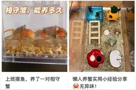 近期爆火！上海浦东机场海关截获 有潜在威胁图片