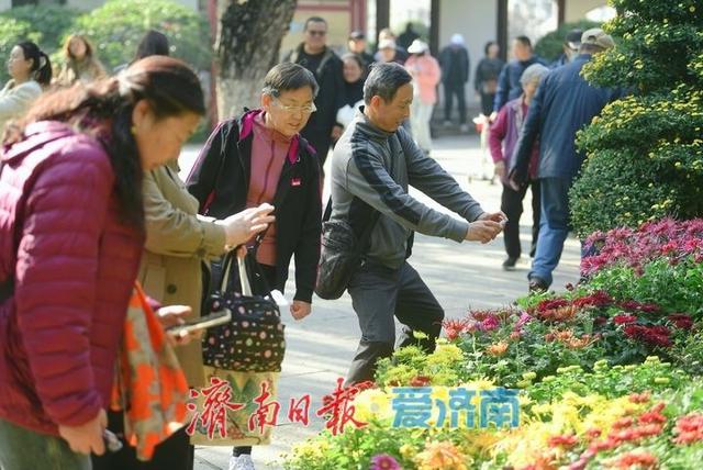 花海模式已开启，趵突泉菊展最佳观赏期来了！