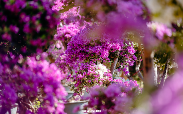 挤爆莲花山！深圳20万m²超大型花展，今天开始