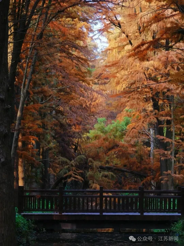 “苏超”夺冠后，泰州官宣：这些景区，免费！