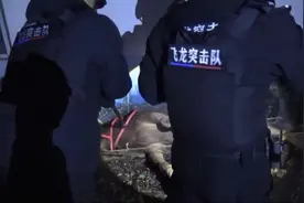 湖南祁阳飞龙突击队处置失控“疯牛”图片