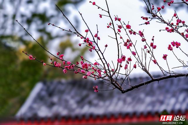 组图丨黛瓦红梅，是藏在石峰公园里的中式浪漫