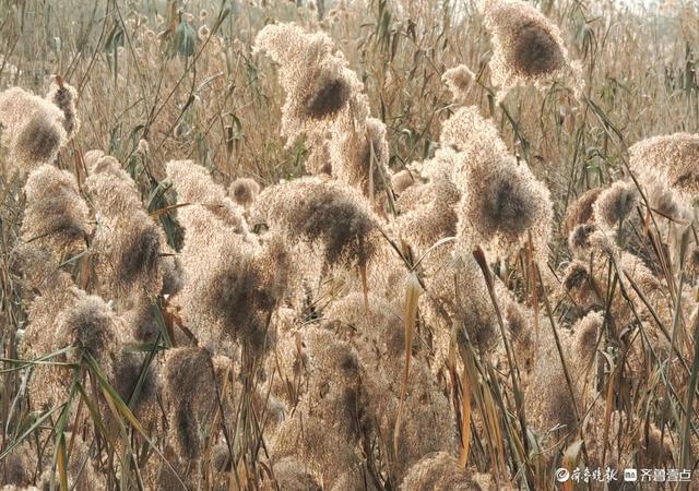 湿地片片芦花开，寒风阵阵景色美