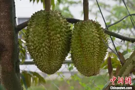 三亚今年首批“树上熟”榴莲将于6月中下旬成熟图片