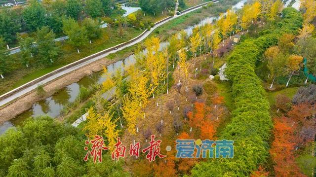 一年四季 泉在济南丨秋风执笔，银杏鎏金：济南腊山河公园秋日氛围感拉满