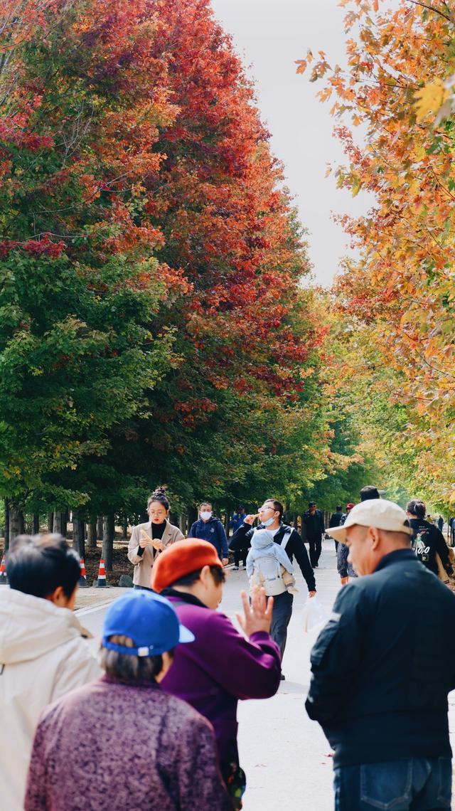 秋日顶流邂逅，在张家楼画美达尼遇见红枫的热烈与粉黛的温柔