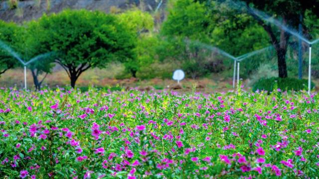 秋日惊喜！千岛湖花海正热烈~