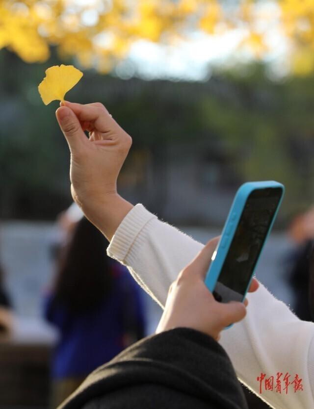 故宫角楼银杏黄
