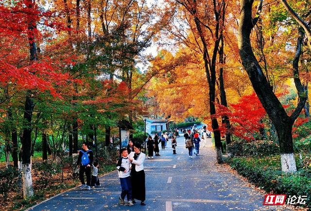 【每日一图@湖南】层林尽染，游人如织，湖南省植物园开启最美“枫”景季