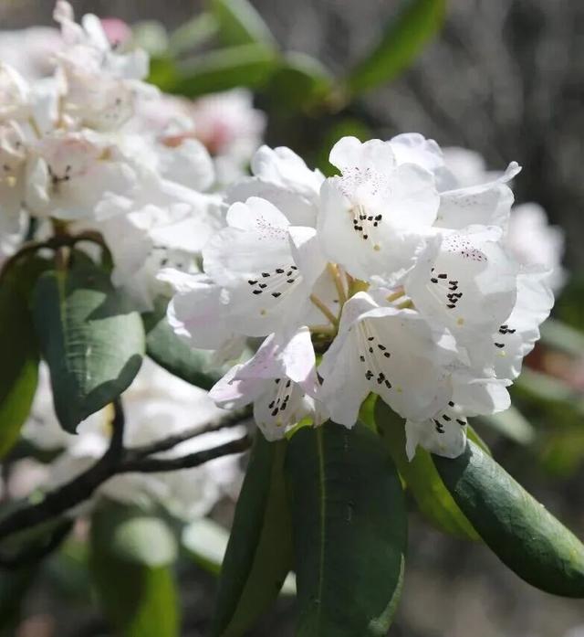 四月赏花图鉴，赴一场山花烂漫的仙境之约~