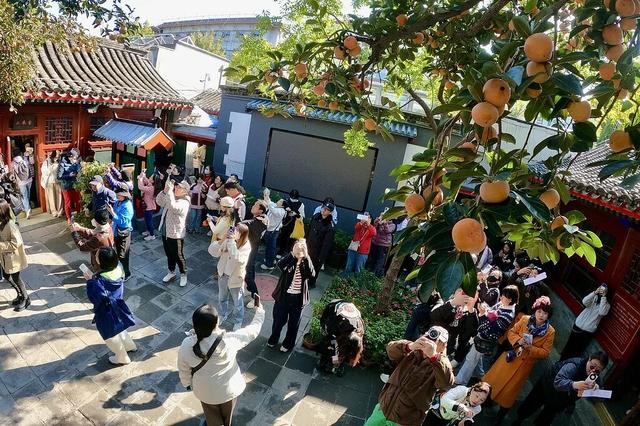 老舍故居的柿子，凭什么成了今年秋日顶流？