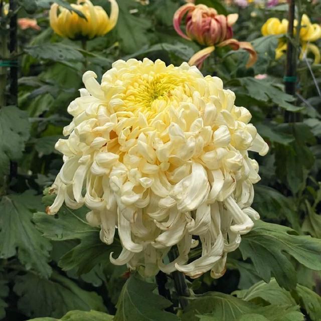 菊等你了！来重庆乘轨道交通打卡这些赏菊地