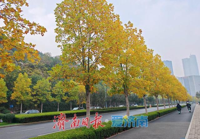 深秋时节，漫步历下处处皆景