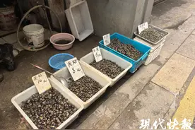 嗍螺蛳的时候到了，明前肥螺价格小涨图片