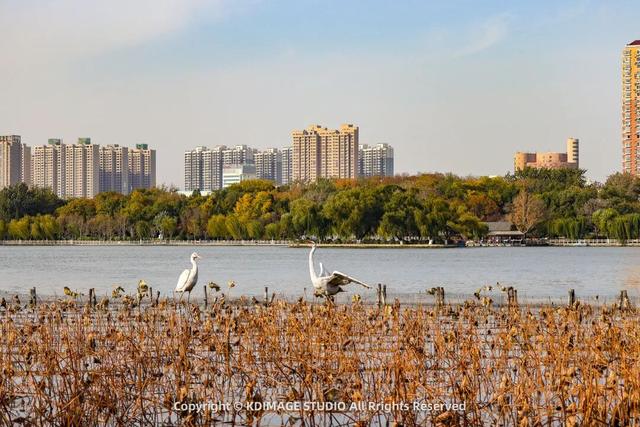 趵突泉涌玉龙，青石板映唐宋灯火，济南版“江南”在此