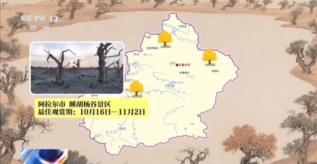 这些密码，告诉你千年胡杨如何锁住万里黄沙