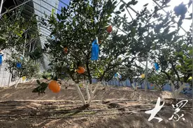 橘生淮北，茌平区农业现代化结“硕果”图片